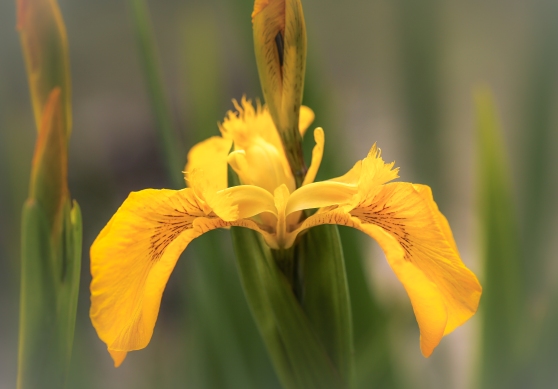 Yellow flag-iris