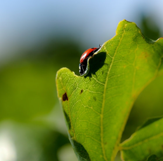 Ladybird peeking over the edge of a leaf