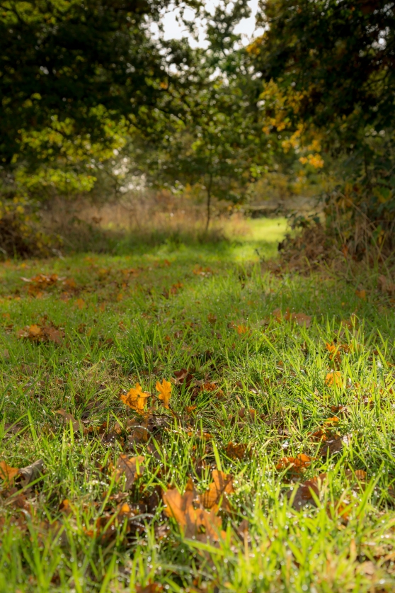 Dew on the woodland floor on an autumn morning