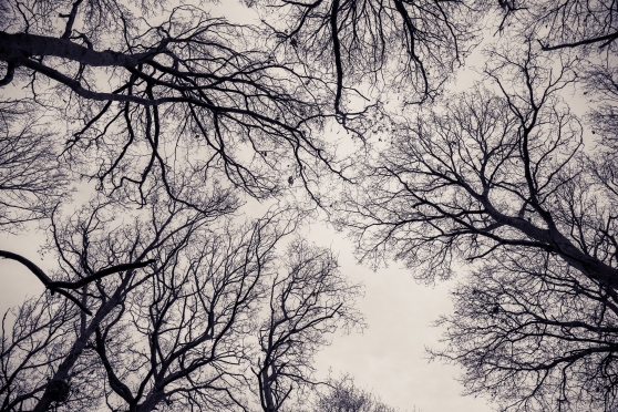 Winter tree canopy