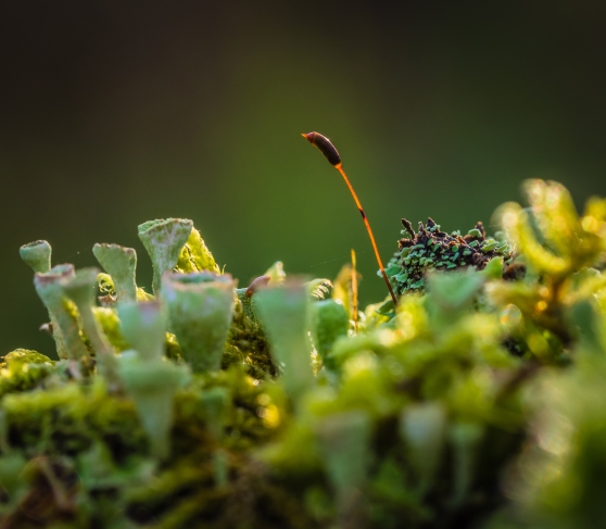 Macro shot of Moss with OMD EM-10 and 60mm Macro lens