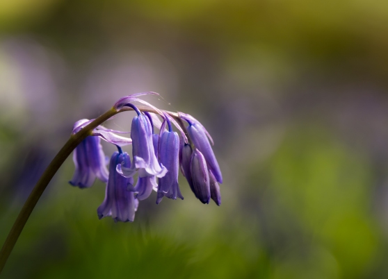 Portrait of a single bluebell